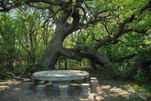 8569_padurea-caraorman-2