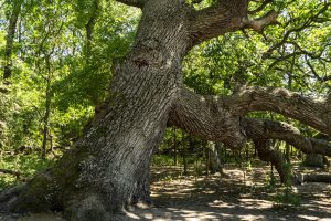 Details from a famous and very old oak tree,  from the Caraorman forest,  in the Danube Delta area,  Romania,  in a summer day, 2021